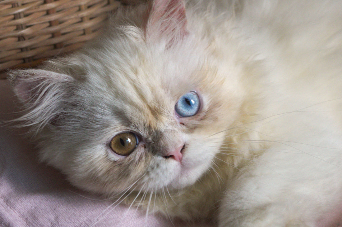 Meet Leo: The Real Cat Behind Doux Rêves.