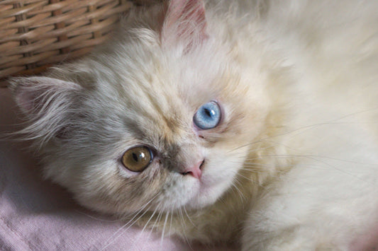 Meet Leo: The Real Cat Behind Doux Rêves.
